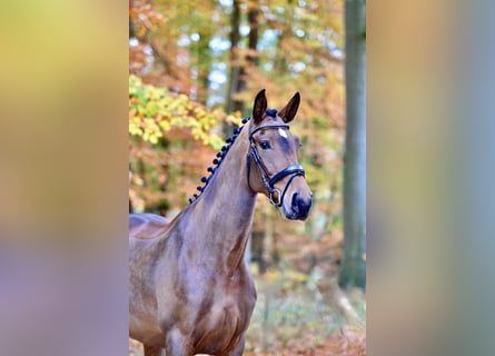 Oldenburger, Stute, 6 Jahre, 172 cm, Brauner