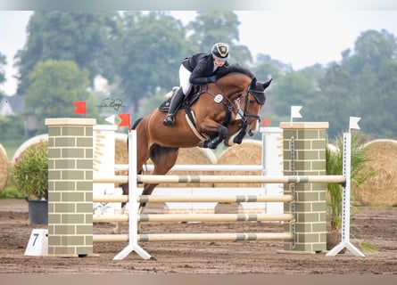 Oldenburger, Stute, 6 Jahre, 172 cm, Brauner