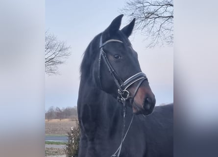 Oldenburger, Stute, 6 Jahre, 172 cm, Schwarzbrauner