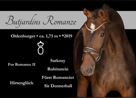 Oldenburger, Stute, 6 Jahre, 173 cm, Brauner