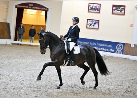 Oldenburger, Stute, 6 Jahre, 173 cm, Brauner