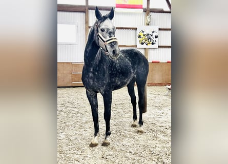 Oldenburger, Stute, 6 Jahre, 173 cm, Schimmel