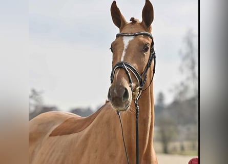 Oldenburger, Stute, 6 Jahre, 176 cm, Fuchs