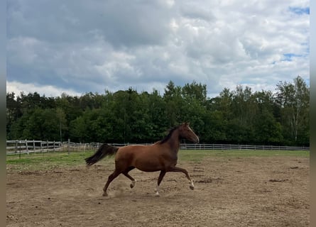 Oldenburger, Stute, 7 Jahre, 163 cm, Dunkelfuchs