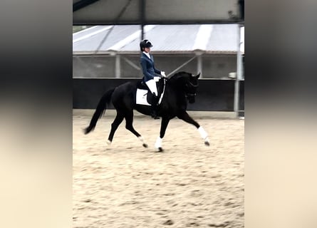 Oldenburger, Stute, 7 Jahre, 164 cm, Rappe