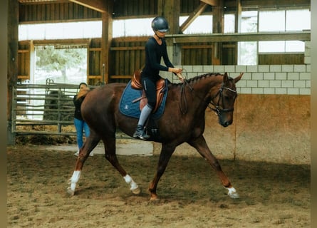 Oldenburger, Stute, 7 Jahre, 165 cm, Fuchs