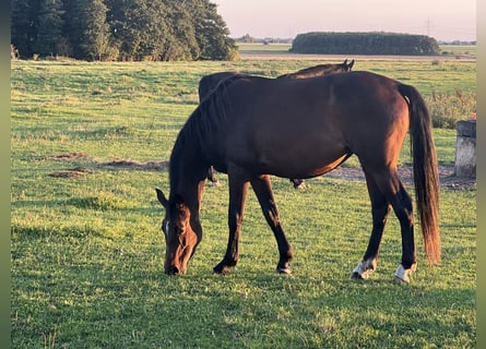 Oldenburger, Stute, 7 Jahre, 166 cm, Dunkelbrauner