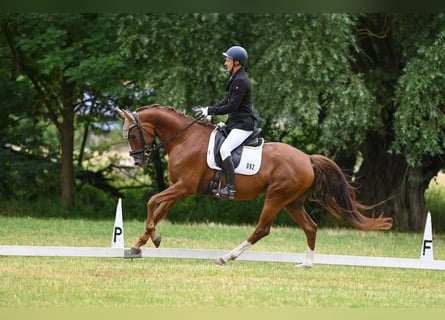 Oldenburger, Stute, 7 Jahre, 166 cm, Dunkelfuchs