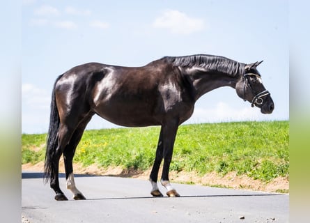 Oldenburger, Stute, 7 Jahre, 166 cm, Rappe