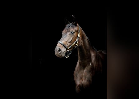 Oldenburger, Stute, 7 Jahre, 166 cm, Schwarzbrauner