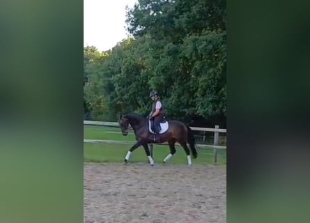Oldenburger, Stute, 7 Jahre, 167 cm, Brauner