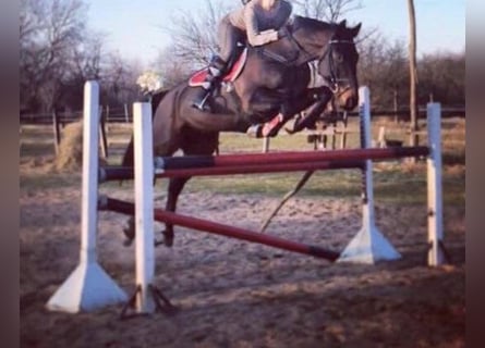 Oldenburger, Stute, 7 Jahre, 167 cm, Dunkelbrauner