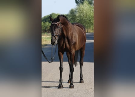 Oldenburger, Stute, 7 Jahre, 167 cm, Dunkelbrauner