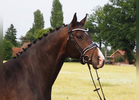 Oldenburger, Stute, 7 Jahre, 167 cm, Dunkelbrauner
