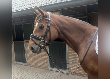 Oldenburger, Stute, 7 Jahre, 167 cm, Dunkelfuchs