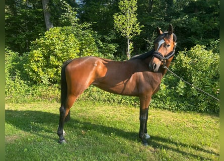 Oldenburger, Stute, 7 Jahre, 168 cm, Brauner