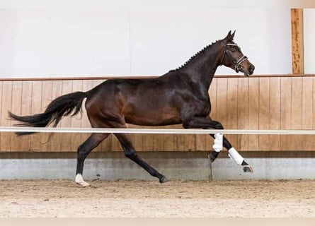 Oldenburger, Stute, 7 Jahre, 168 cm, Brauner