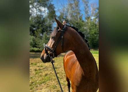 Oldenburger, Stute, 7 Jahre, 168 cm