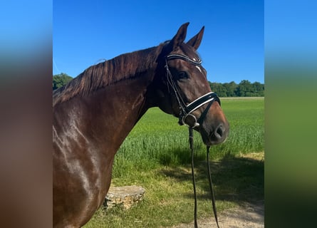 Oldenburger, Stute, 7 Jahre, 168 cm, Dunkelfuchs