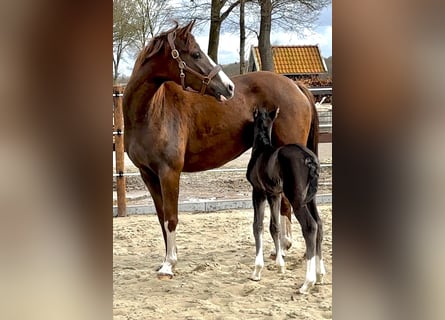 Oldenburger, Stute, 7 Jahre, 168 cm, Dunkelfuchs