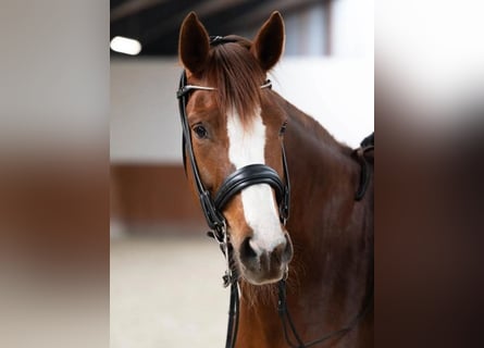 Oldenburger, Stute, 7 Jahre, 169 cm, Dunkelfuchs