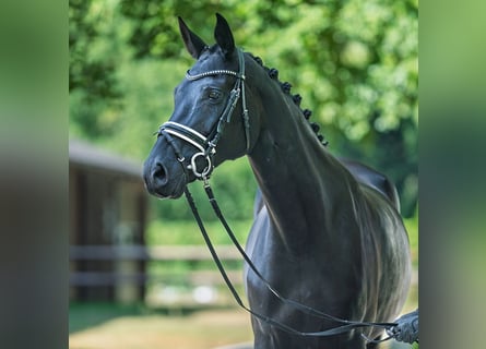 Oldenburger, Stute, 7 Jahre, 169 cm, Schwarzbrauner