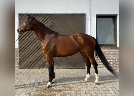 Oldenburger, Stute, 7 Jahre, 170 cm, Brauner