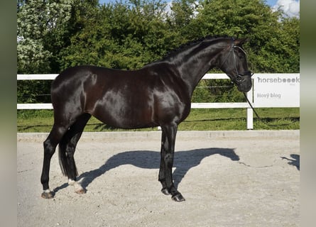 Oldenburger, Stute, 7 Jahre, 170 cm, Rappe
