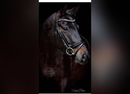 Oldenburger, Stute, 7 Jahre, 170 cm, Schwarzbrauner