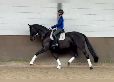 Oldenburger, Stute, 7 Jahre, 171 cm, Rappe