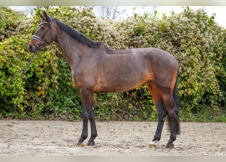 Oldenburger, Stute, 7 Jahre, 172 cm, Dunkelbrauner