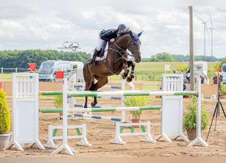 Oldenburger, Stute, 7 Jahre, 172 cm, Schwarzbrauner