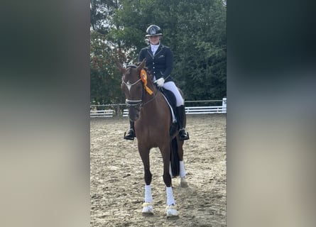 Oldenburger, Stute, 7 Jahre, 173 cm, Dunkelfuchs