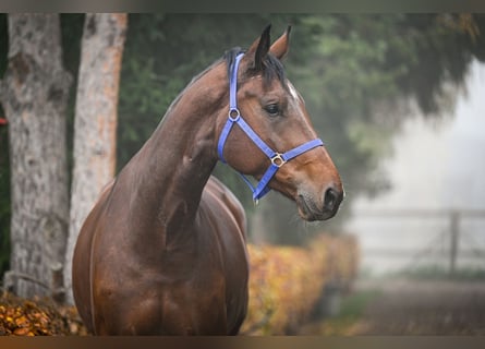 Oldenburger, Stute, 7 Jahre, 174 cm, Rotbrauner