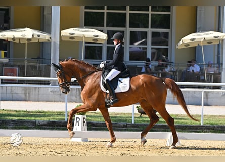 Oldenburger, Stute, 7 Jahre, 177 cm, Fuchs