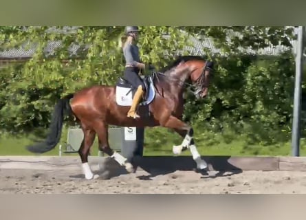 Oldenburger, Stute, 7 Jahre, 178 cm, Brauner
