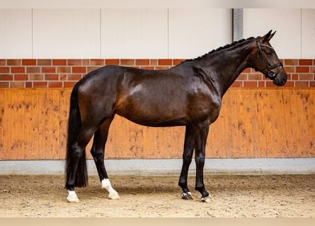 Oldenburger, Stute, 7 Jahre, 182 cm, Dunkelbrauner