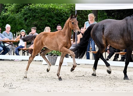 Oldenburger, Stute, 7 Jahre, Dunkelbrauner