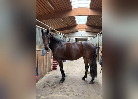 Oldenburger, Stute, 8 Jahre, 160 cm, Brauner