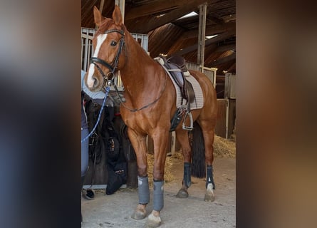 Oldenburger, Stute, 8 Jahre, 161 cm, Dunkelfuchs