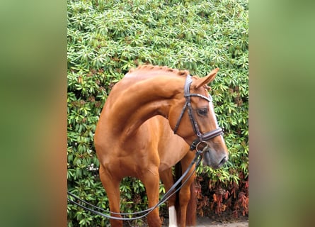 Oldenburger, Stute, 8 Jahre, 162 cm, Fuchs