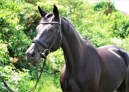 Oldenburger, Stute, 8 Jahre, 164 cm, Rappe