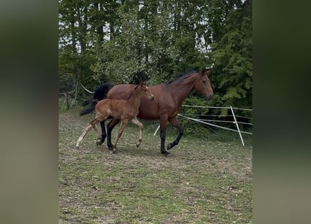 Oldenburger, Stute, 8 Jahre, 166 cm, Brauner