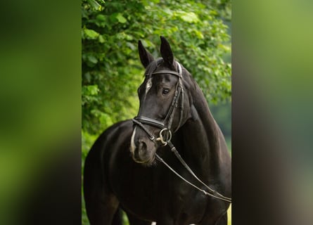 Oldenburger, Stute, 8 Jahre, 166 cm, Schwarzbrauner