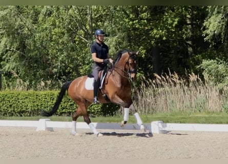 Oldenburger, Stute, 8 Jahre, 167 cm, Brauner