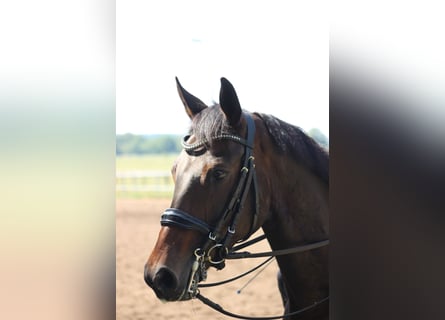 Oldenburger, Stute, 8 Jahre, 167 cm, Schwarzbrauner