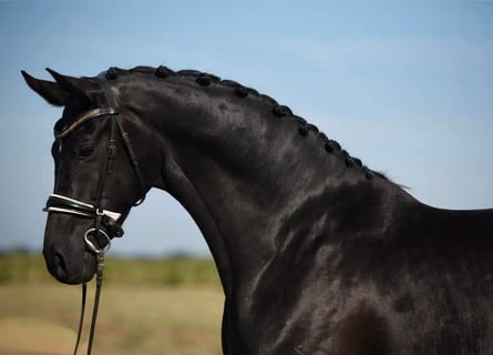 Oldenburger, Stute, 8 Jahre, 168 cm, Rappe