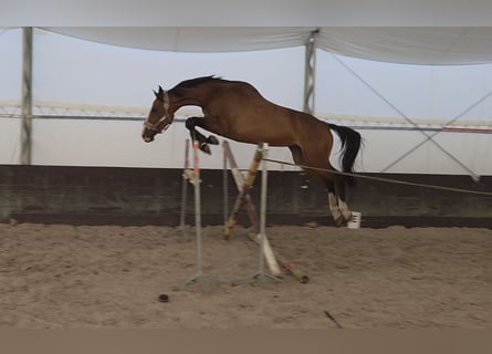 Oldenburger, Stute, 8 Jahre, 170 cm, Brauner
