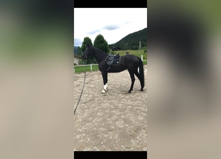 Oldenburger, Stute, 8 Jahre, 170 cm, Rappe