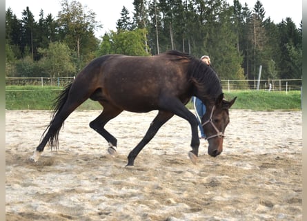 Oldenburger, Stute, 8 Jahre, 176 cm, Dunkelbrauner